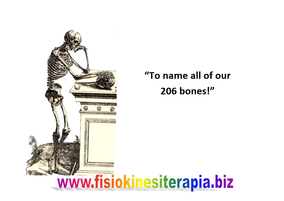 206 Bones Name List